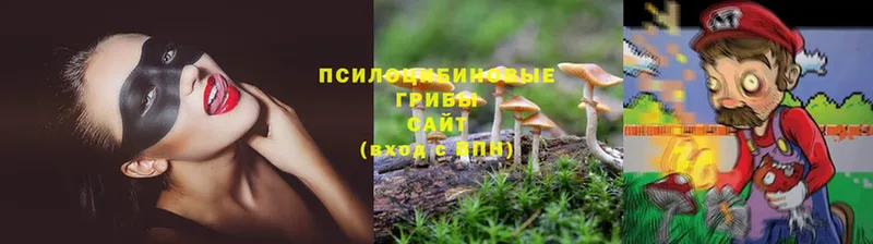 Псилоцибиновые грибы Cubensis  Ивдель 